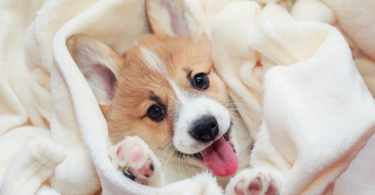 Corgi puppy wrapped in blanket