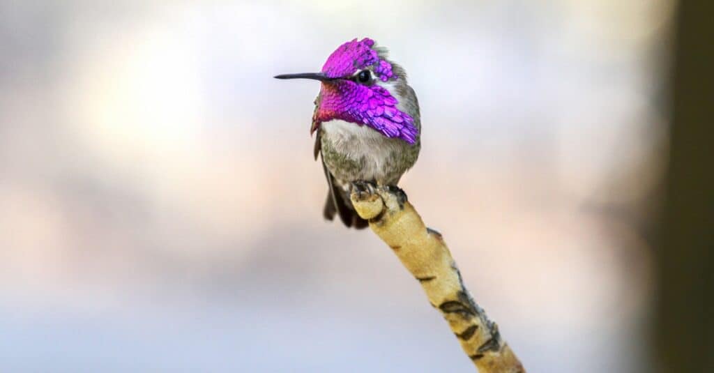 Costas hummingbird perched at very tip of branch