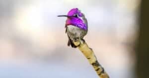 10 Rare Purple Animals Picture