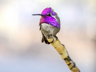 A Costa’s Hummingbird
