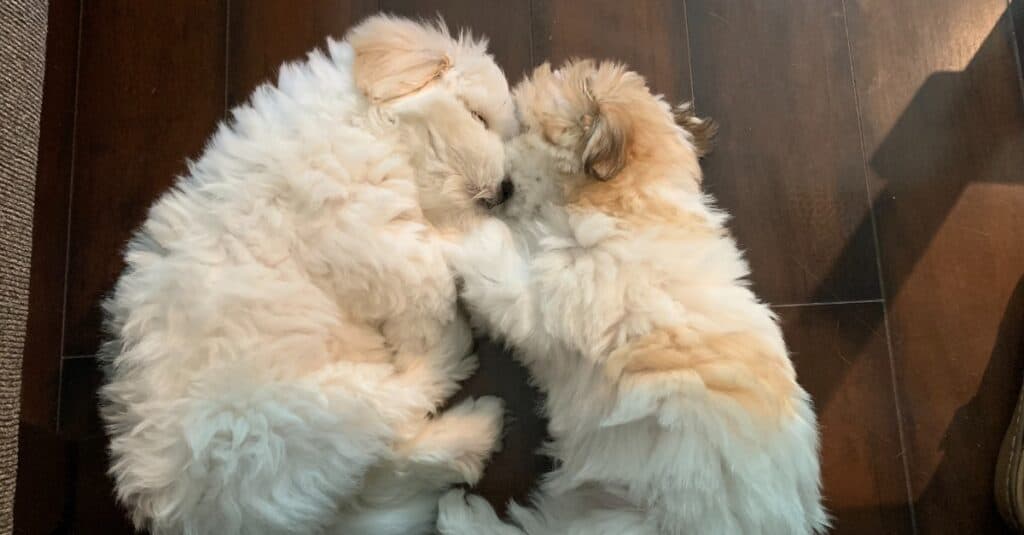 Cotton de Tulear puppies snuggling