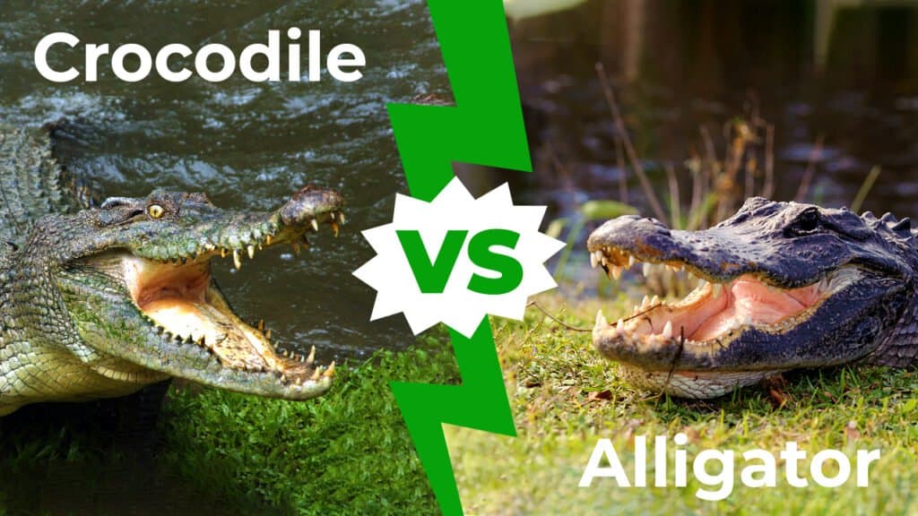 Crocodile vs. Alligator