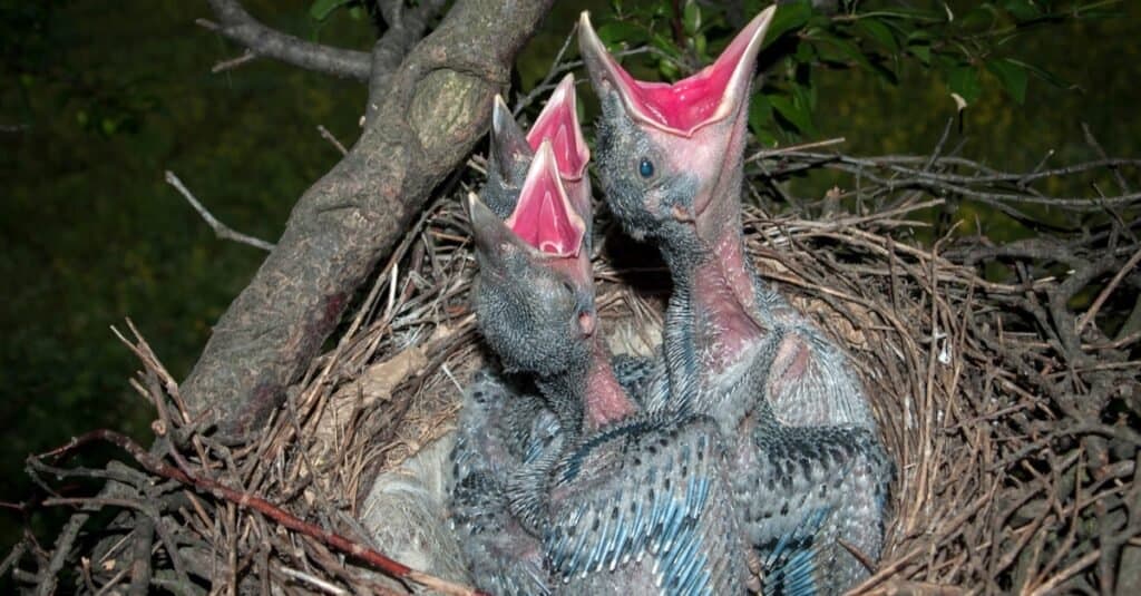 Two hungry Crow chicks in the nest.