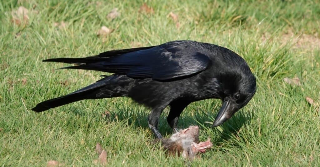 A crow on the ground eating the remains of a dead rat.