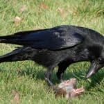 A crow on the ground eating the remains of a dead rat.