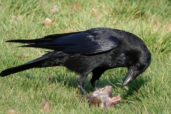 A crow on the ground eating the remains of a dead rat.