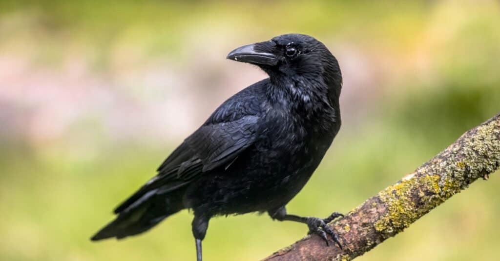 Carrion crow (Corvus corone), black bird perched on branch.