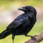Carrion crow (Corvus corone), black bird perched on branch.