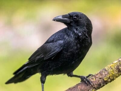 Crow Picture
