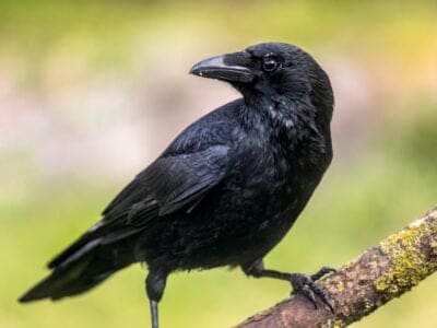 A Crow