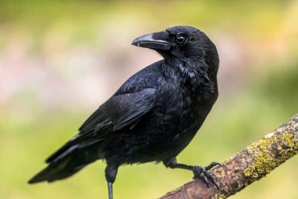 Carrion crow (Corvus corone), black bird perched on branch.