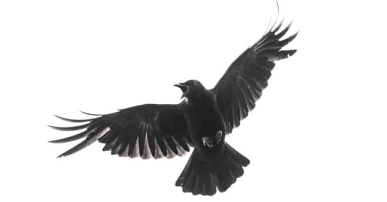 Isolated carrion crow in flight with fully open wings.