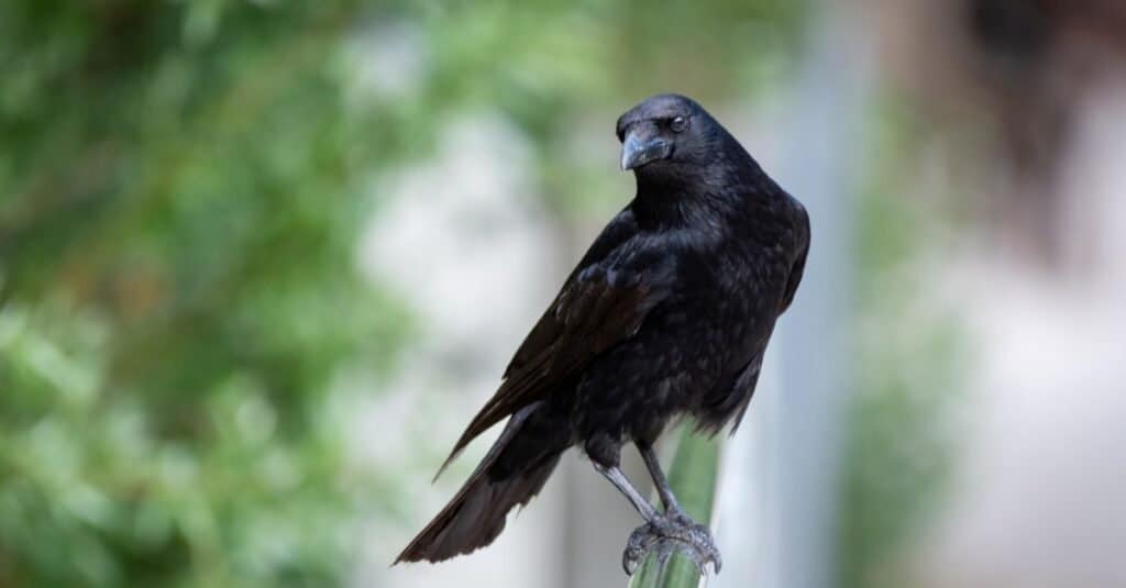 Crow resting on a balustrade.