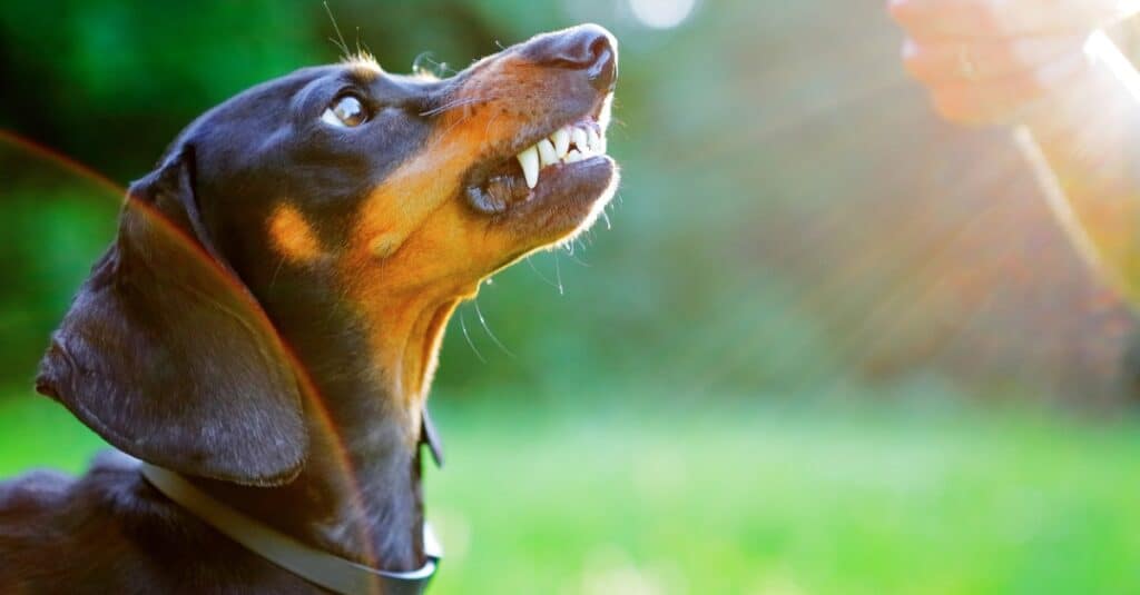 Dachshund snarling