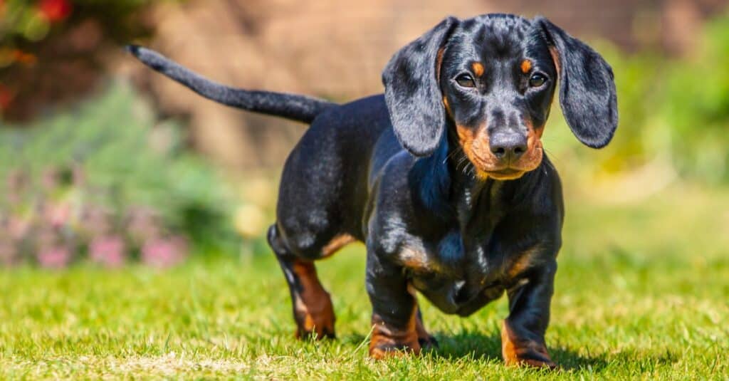 Dachshund puppy outside