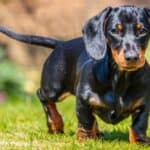 This cheapest breed, the Dachshund, is most well-known for its short legs and long body.