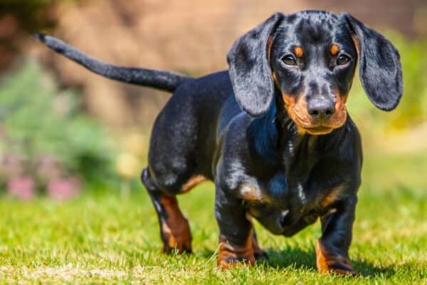 This cheapest breed, the Dachshund, is most well-known for its short legs and long body.