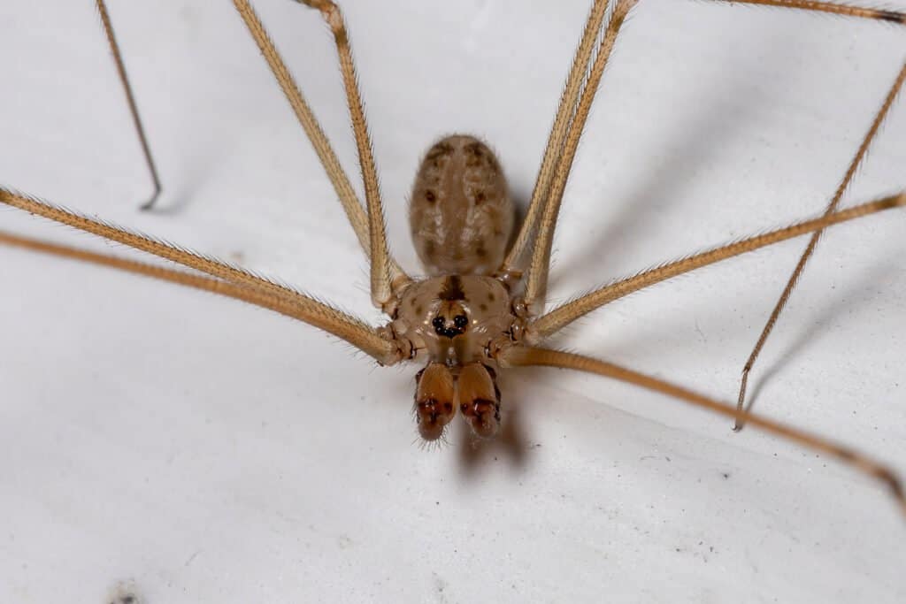 Maine has spiders that can hiss and jump