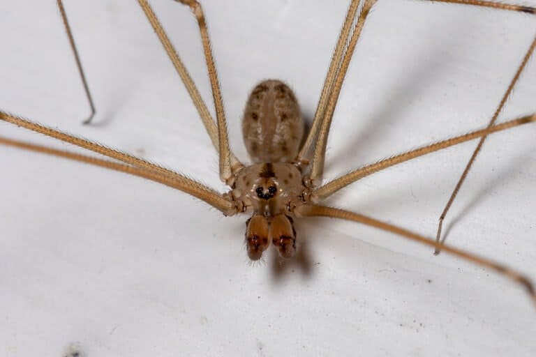 5 of the Biggest Spiders in West Virginia Wiki Point