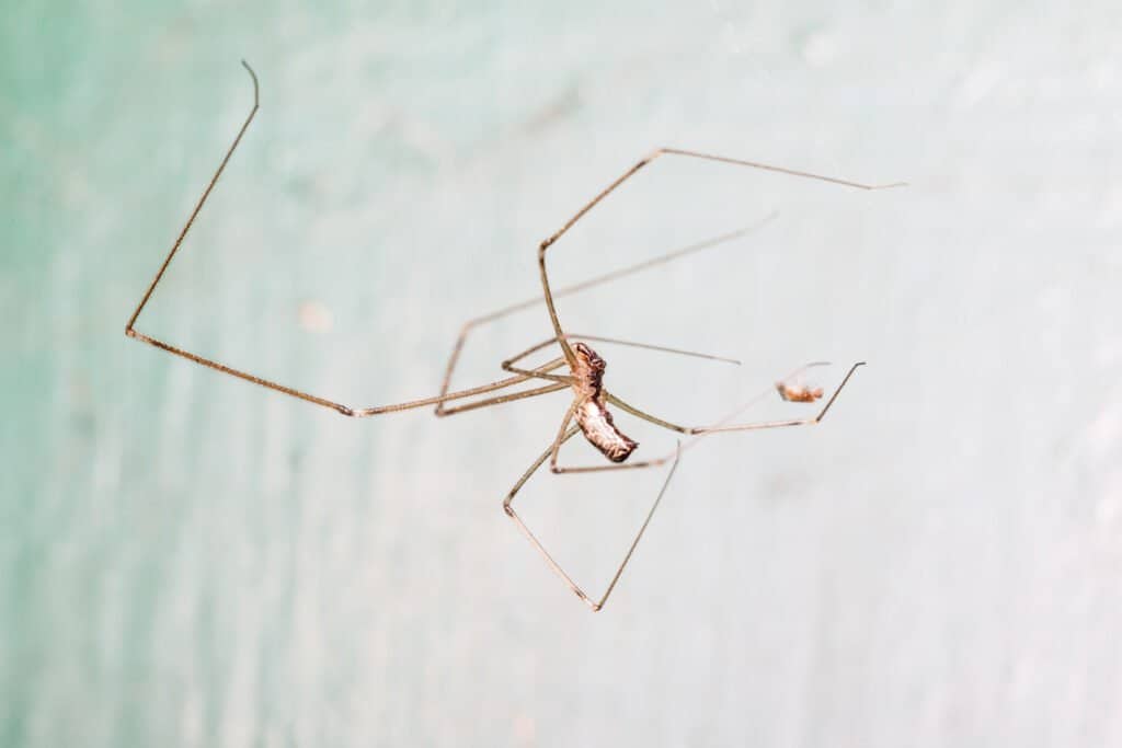 A daddy long legs captures food