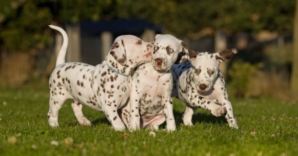 Dalmatian Puppies