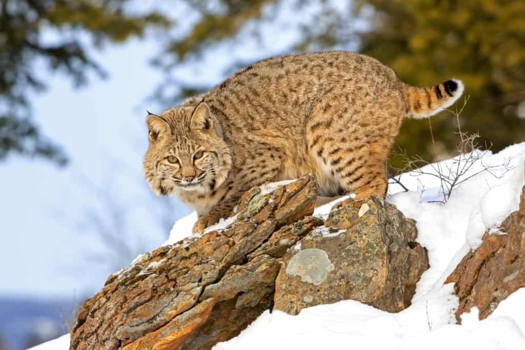 Bobcats are a great horned owl's predator