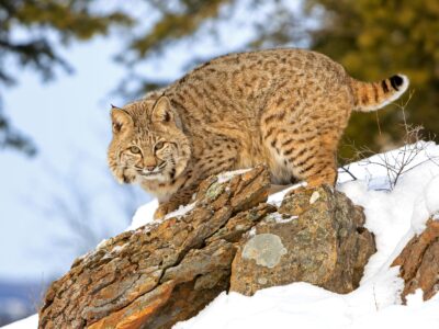 A Are Bobcats Nocturnal Or Diurnal? Their Sleep Behavior Explained
