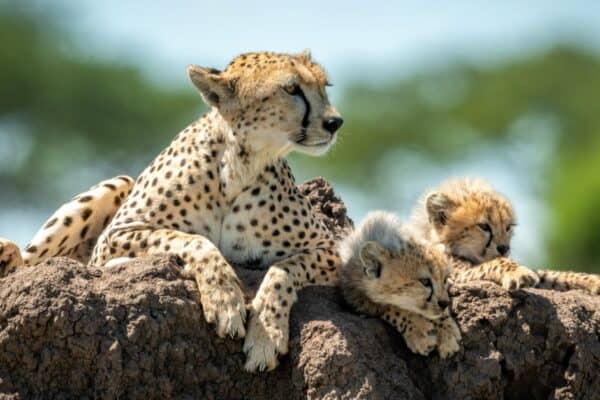 Cheetahs are one of the deadliest cats, with a very fast metabolism.