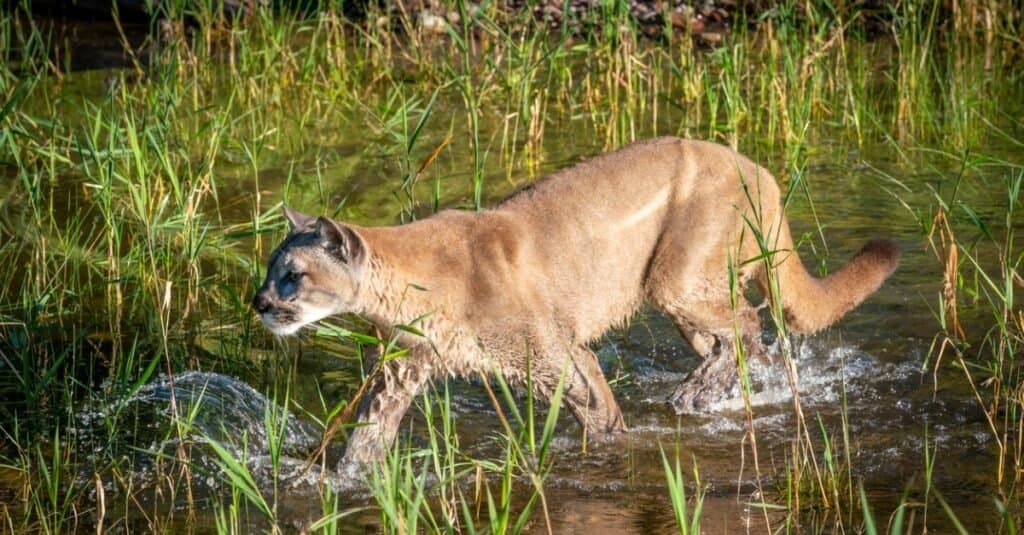 Deadliest Cats - Puma