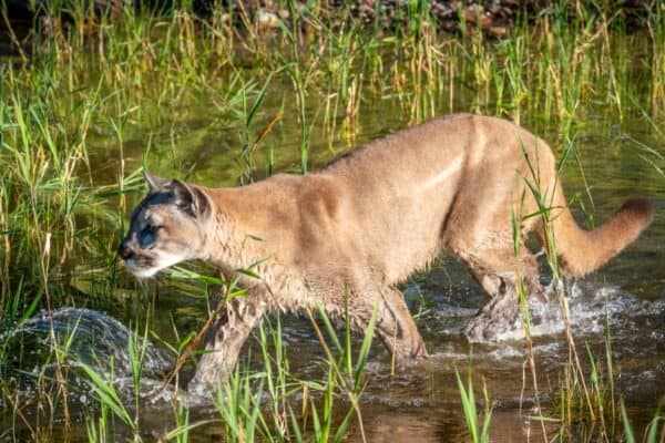 A Puma is an ambush predator. Although their hunting success rate is not that good, they are still one of the deadliest cats out there.