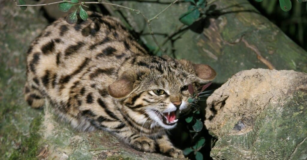 Deadliest Cats - black footed cat