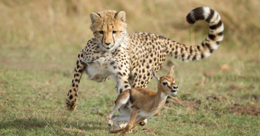 Impala are a common animal that cheetahs hunt.