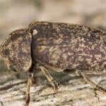 Deathwatch beetle