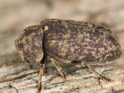 Deathwatch Beetle Picture