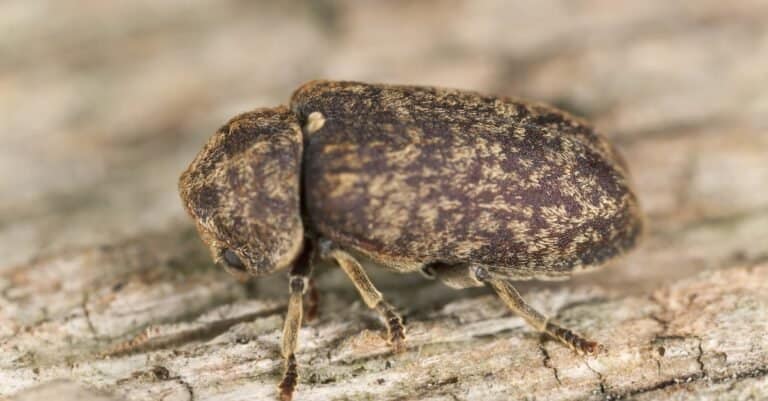 Death watch beetle, Xestobium rufovillosum on wood.