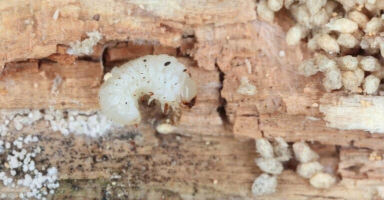 The larva of Wood-boring Anobiidae (Coleoptera) on damaged wood.