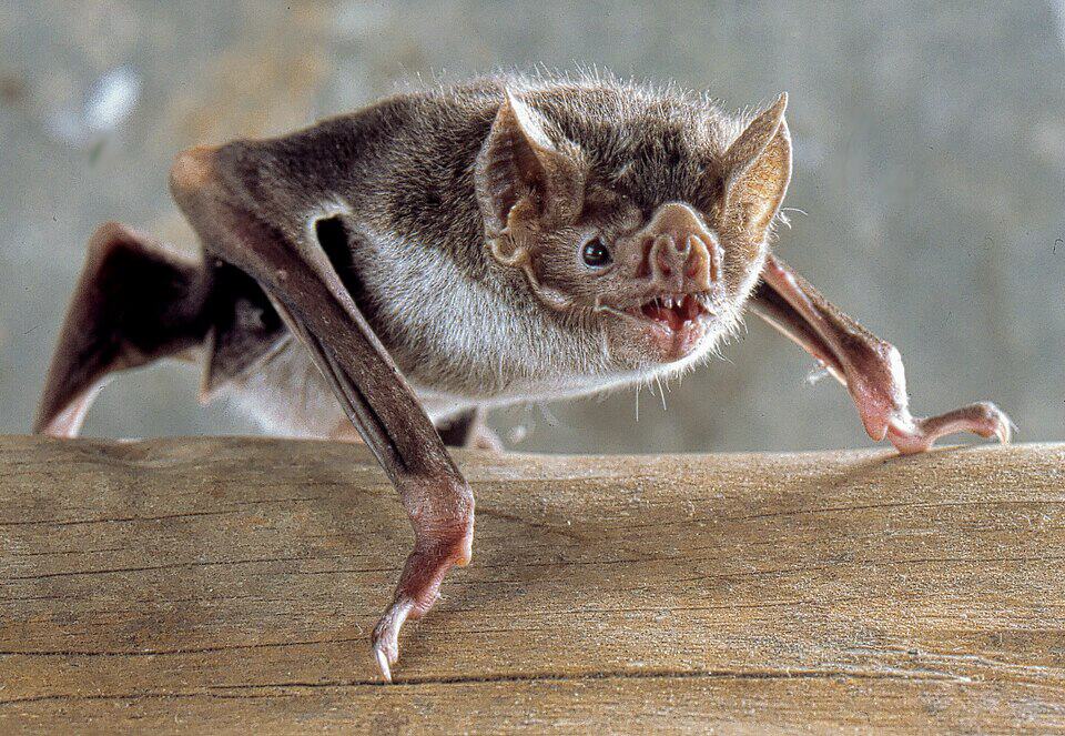 Common Vampire Bat, Desmodus rotundus