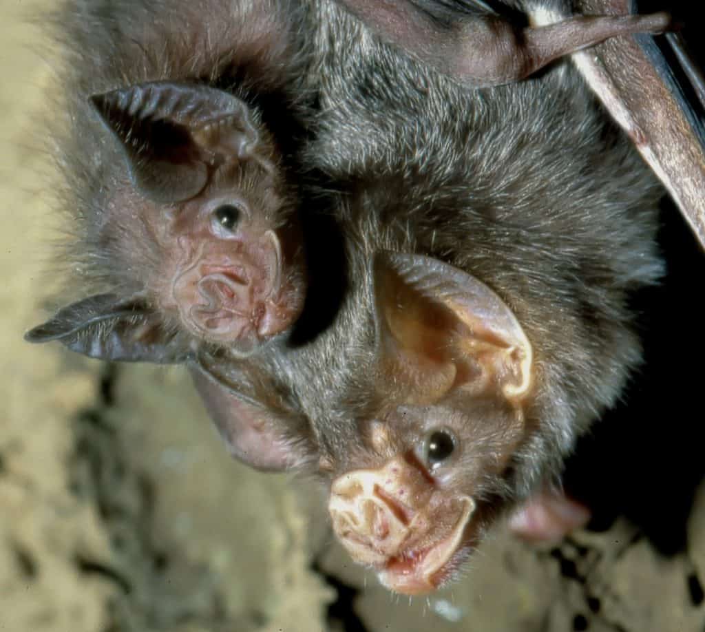 Common Vampire Bat (Desmodus rotundus)
