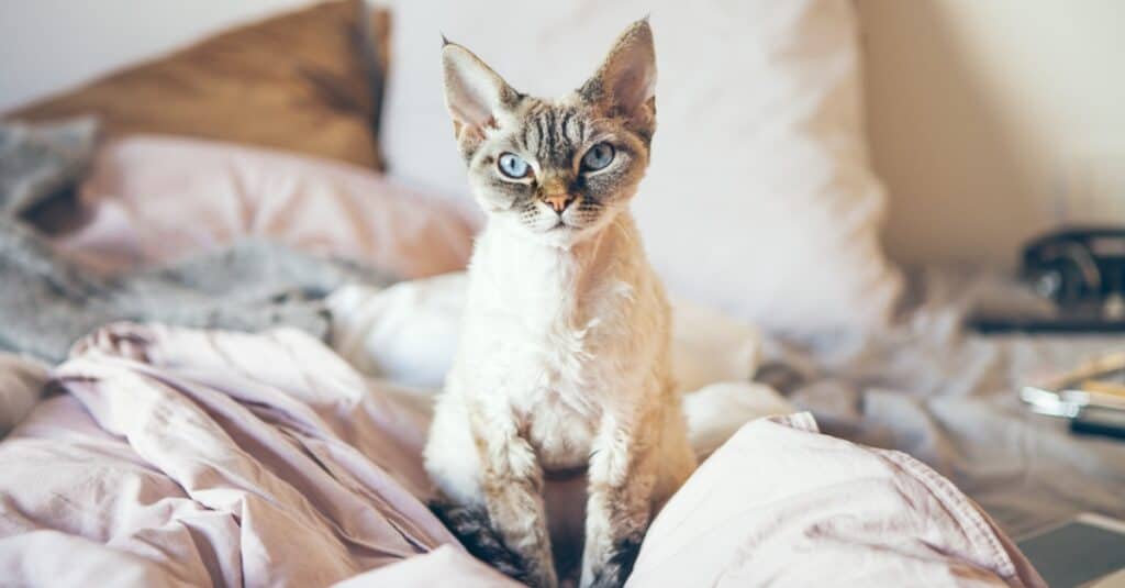 Devon Rex sitting in blankets on bed