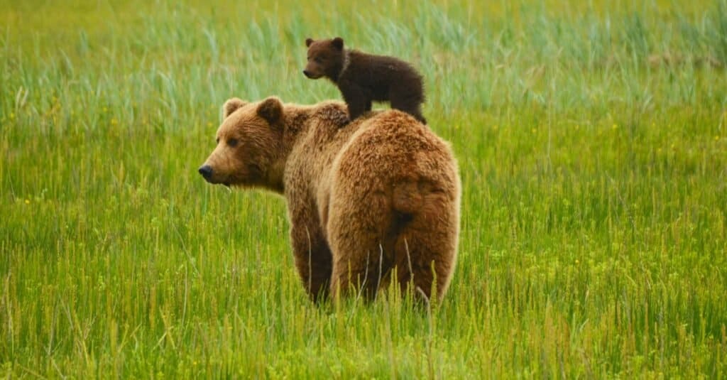 Do Bears Have Tails? AZ Animals