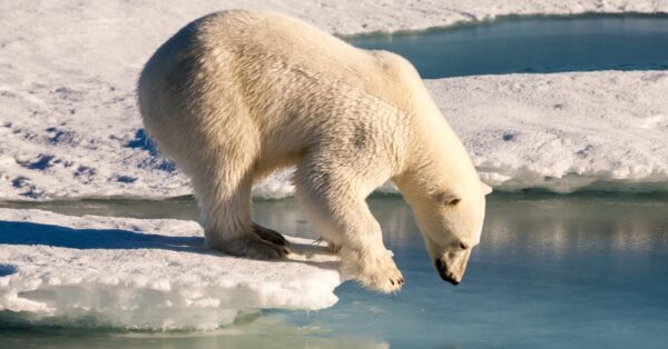 How Many Polar Bears Are Left In The World? - A-z Animals