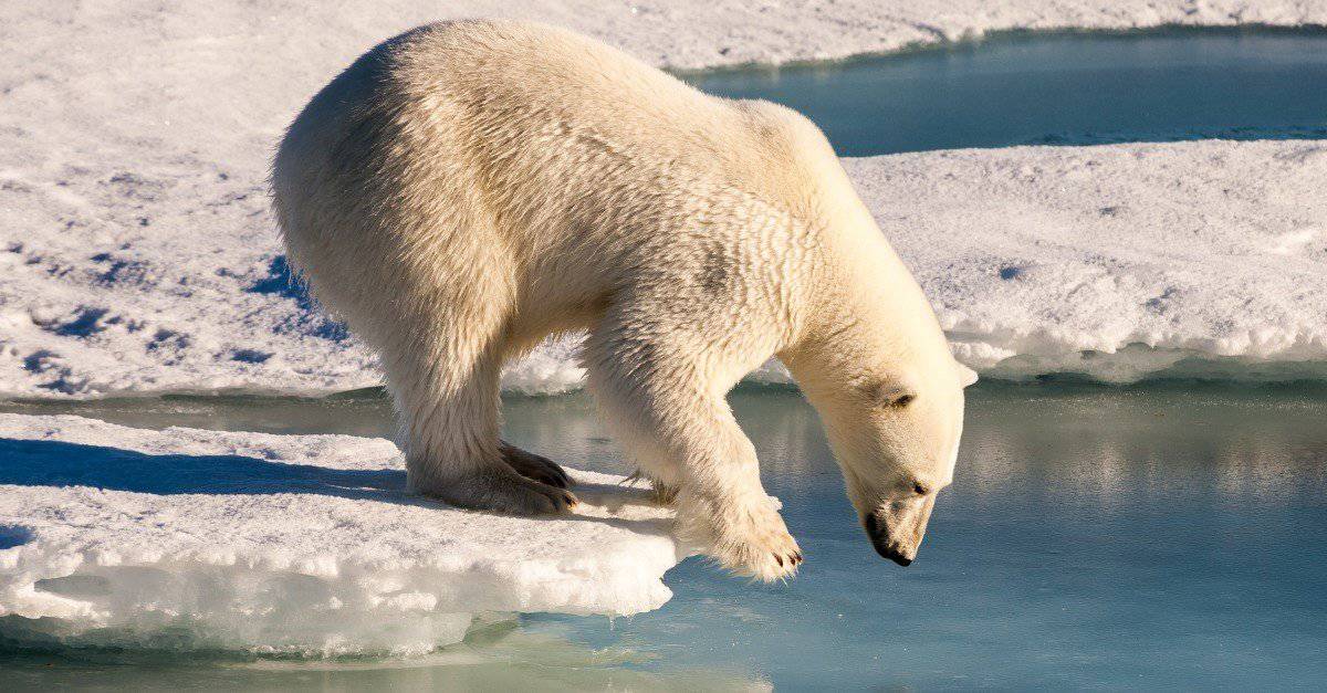 Surprising Polar Bear Facts About the King of the Arctic