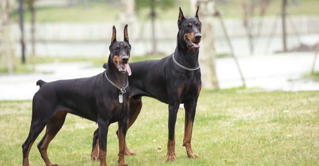 The best dog food for dobermans