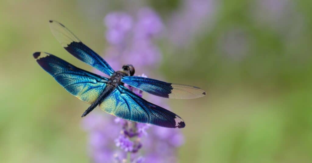 Dragonfly vs butterfly