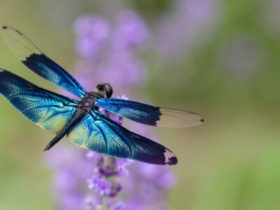 A Dragonfly Lifespan: How Long Do Dragonflies Live?