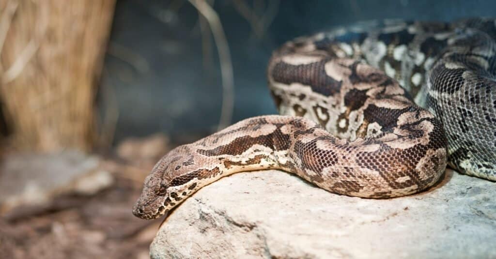 Dumerils ground boa on a rock