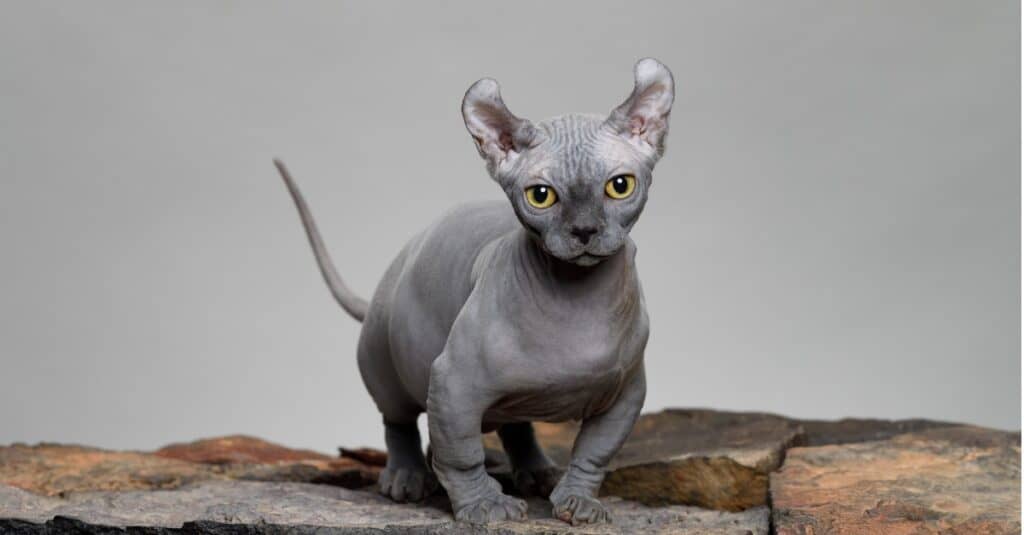 Types of Hairless Cats: Dwelf cat sitting on rocks