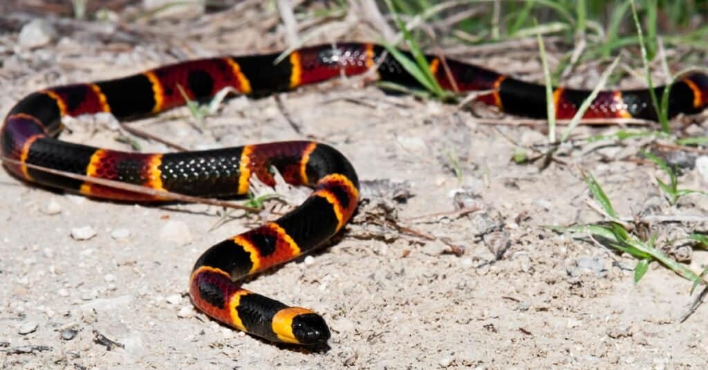 Eastern Coral Snakes are brightly colored and highly venomous