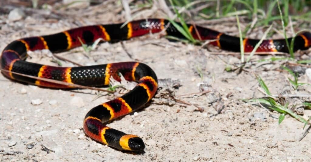 Coral Snakes in Florida