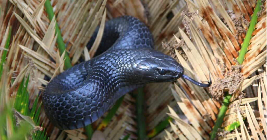 Eastern Indigo Snake